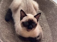 -四月宠物医院·猫专科·心脏专科·内科(转塘店)
