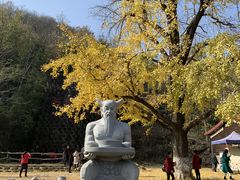 -千年银杏谷文化旅游区