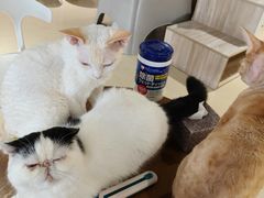 -藏猫猫咖啡主题馆(中央大道店)