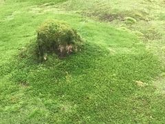 -西芳寺(苔寺)