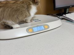 -瑞派康怡24h宠物医院·犬猫医疗中心·微创绝育(瑞景分院)