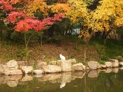 -上海共青森林公园
