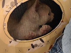 -纳吉亚猫专科动物医院·北北分院