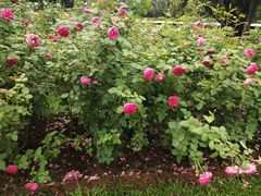 -人民公园(罗湖区)