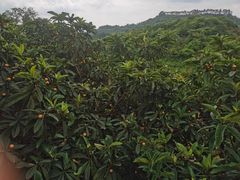 -桃源山庄·水蜜桃采摘·柴火鸡·烧烤团建(龙泉山店)