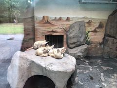 -上海野生动物园