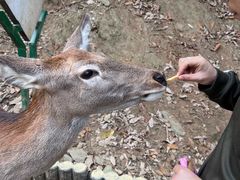 -栾川竹海野生动物园