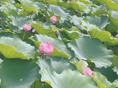 -莲花池公园