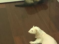 -爱侣宠医·鹦鹉专科·小型哺乳类·异宠专科(灵石路店)