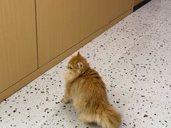 -瑞派康怡24h宠物医院·犬猫医疗中心·微创绝育(瑞景分院)