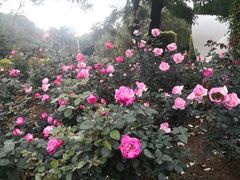 -人民公园(罗湖区)