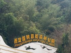 -西双版纳原始森林公园