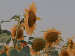 -映月湖中央公园