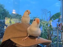 -吉丁鸟咖·异宠·寄养