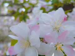 -海棠花溪(元大都城垣遗址公园)
