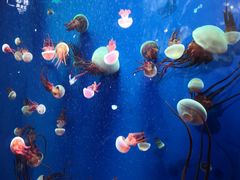 -成都浩海立方海洋公园