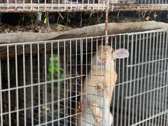 -樂桃源奉贤黄桃种植采摘基地