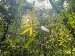 -西岭雪山大飞水景区