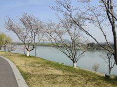 -羊山湖公园