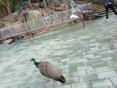 -汕尾铜鼎山旅游区