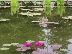 -莲花池公园