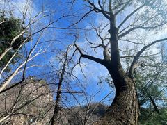 -王顺山国家森林公园