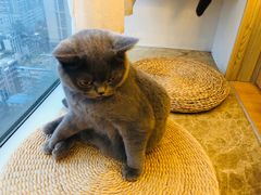 -Catmate·猫肥家润(金润铂宫店)