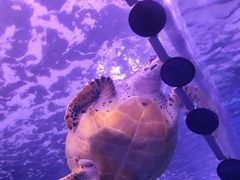 -泉城欧乐堡海洋极地世界