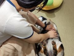 -逗柴咖啡屋·狗咖猫咖宠物桌游