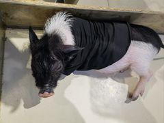 -怪兽屋·羊驼·猫咖·狗咖(俊华广场店)