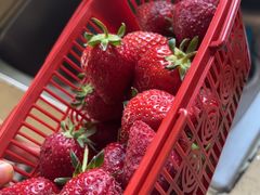 -甜心庄园·甜心草莓采摘园(西青中北店)