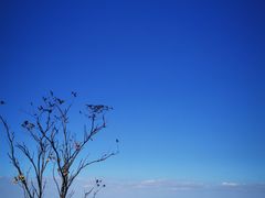 -上海吴淞炮台湾国家湿地公园