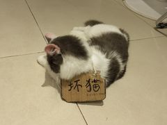 -怪兽屋·羊驼·猫咖·狗咖(俊华广场店)