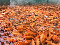 -楠溪江风景名胜区