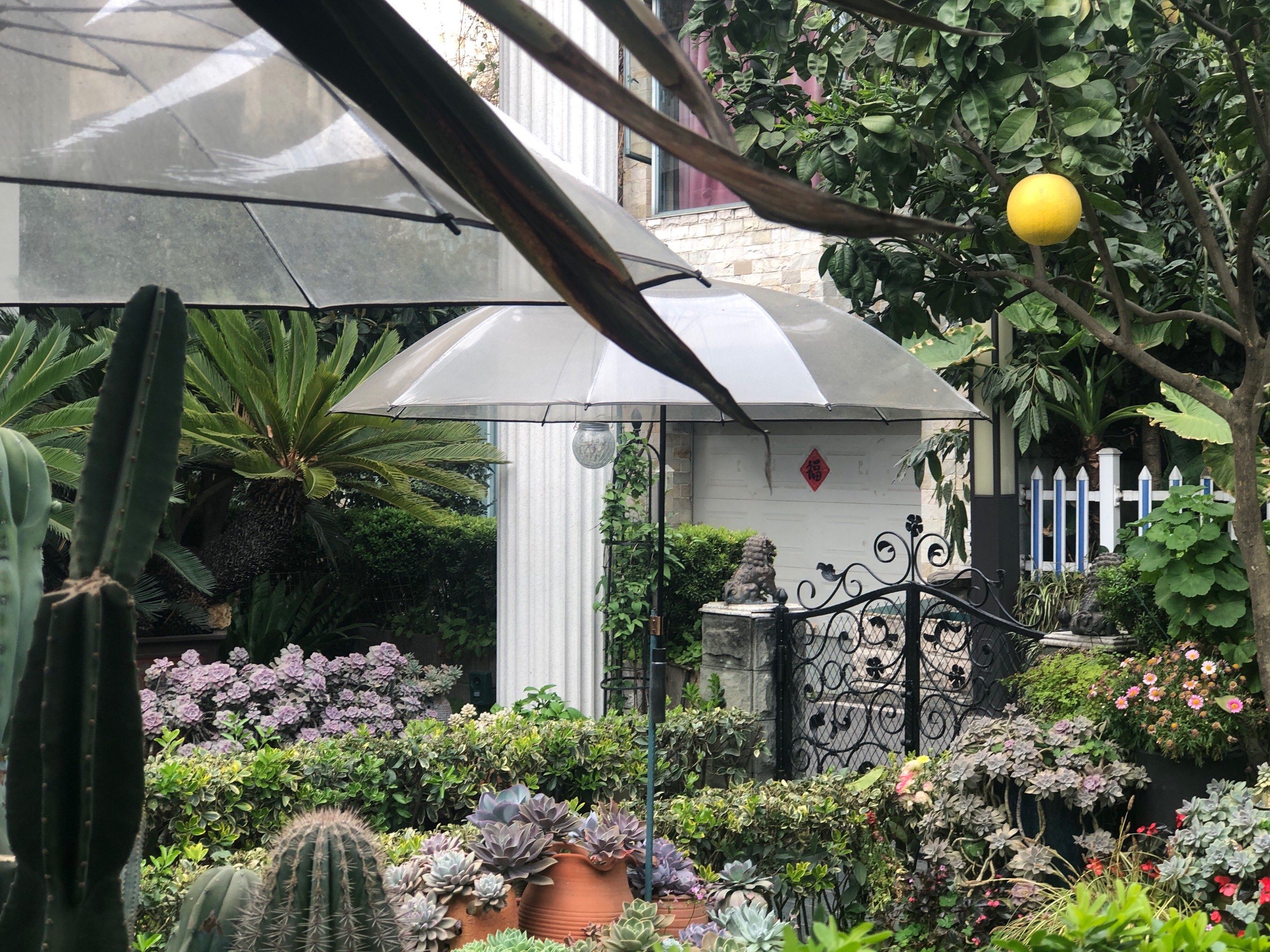 老牌别墅区的浪漫春天