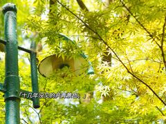 -上海共青森林公园