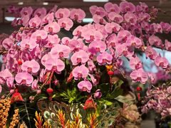 -双季花艺园艺市场(浦东店)