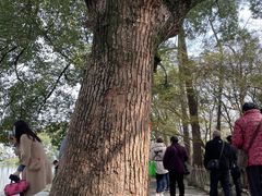 -西湖外事游船(花港观鱼码头)