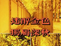 -三里屯东五街银杏大道