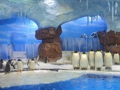 -海合安成都极地海洋公园