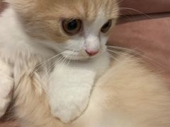 -袖虎·猫馆(体育西路店)