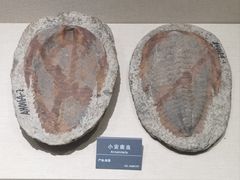 -安徽省地质博物馆