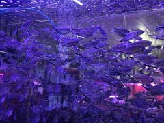 -中环花鸟鱼虫市场