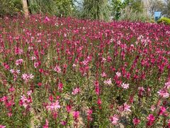 -白鹭湾湿地公园