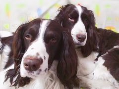 -美联众合动物医院·24h转诊中心