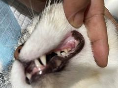 -四月宠物医院·猫专科·心脏专科·内科(转塘店)