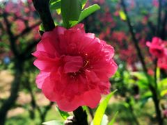 -南国桃园旅游度假区