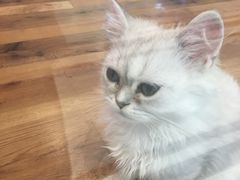 -袖虎·猫馆(体育西路店)