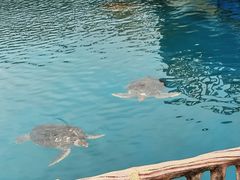 -广东惠东海龟国家级自然保护区