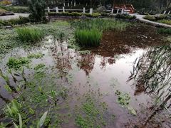 -重庆彩云湖湿地公园
